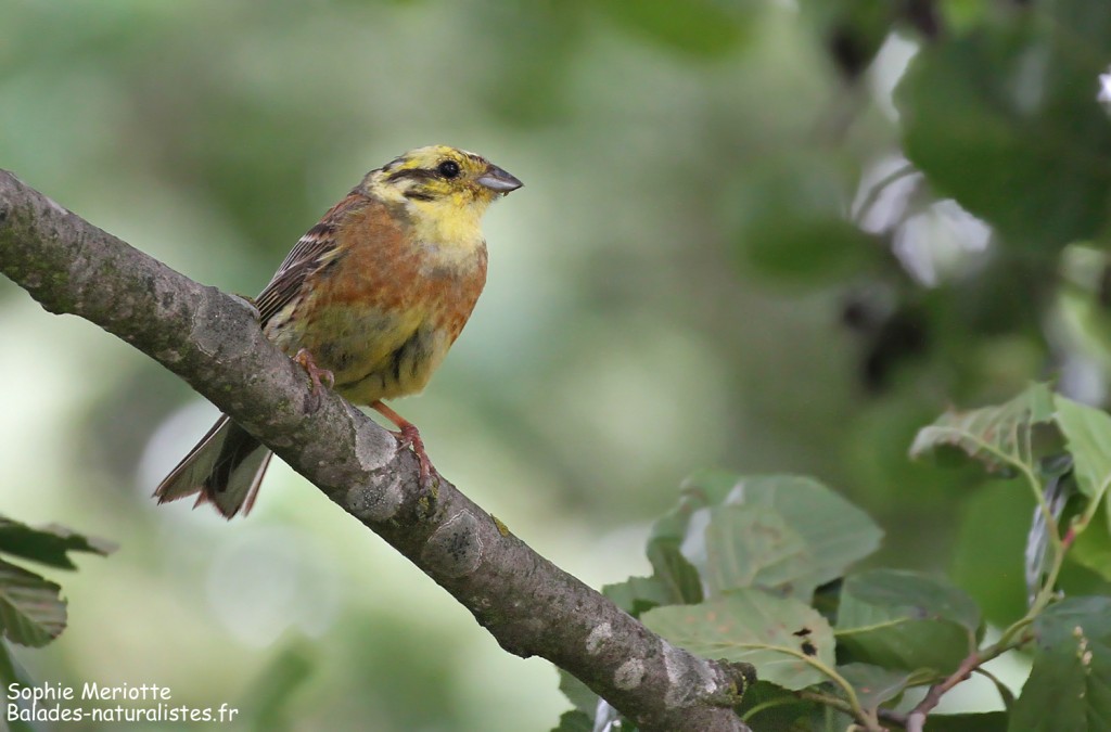 Bruant jaune au bord de la piste de Dolistowo