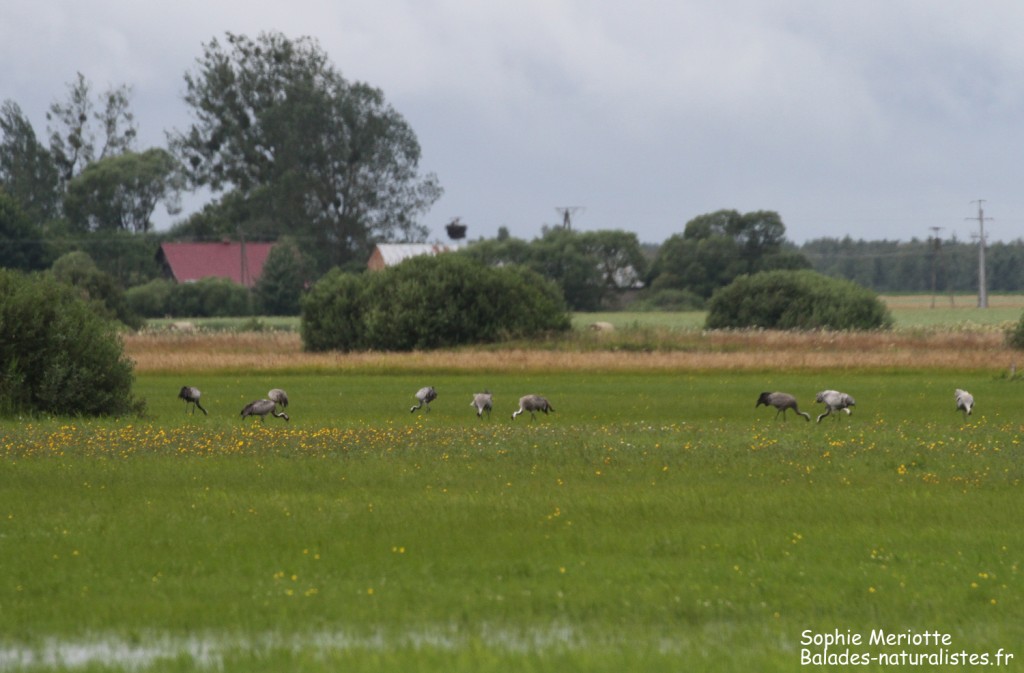 Groupe de grues cendrées au bord de la piste de Dolistowo