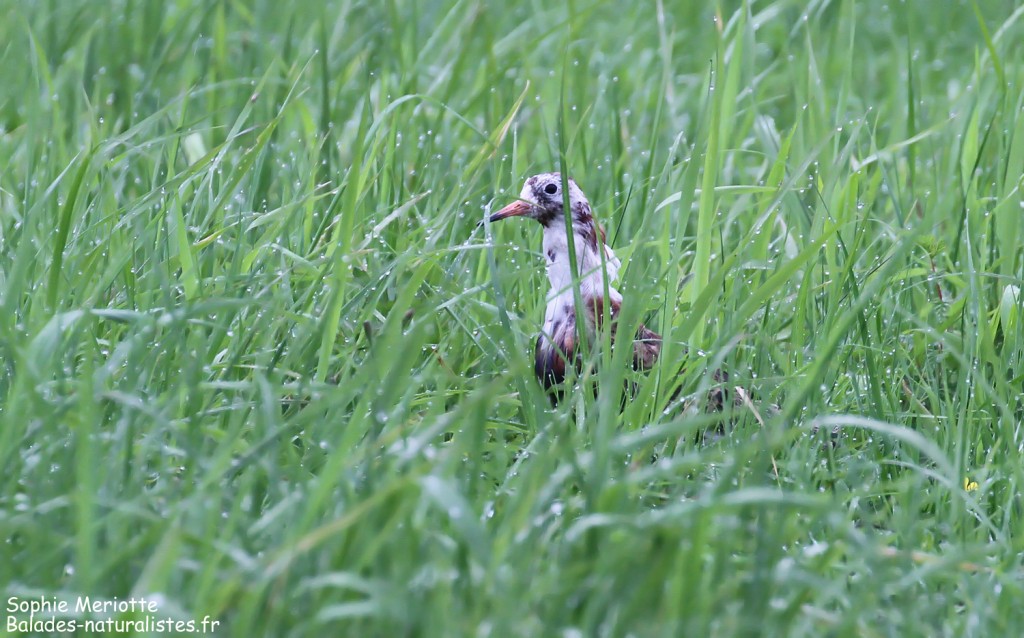 Combattant varié, piste entre Dolistowo et Jasionowo, Parc national de Biebrza