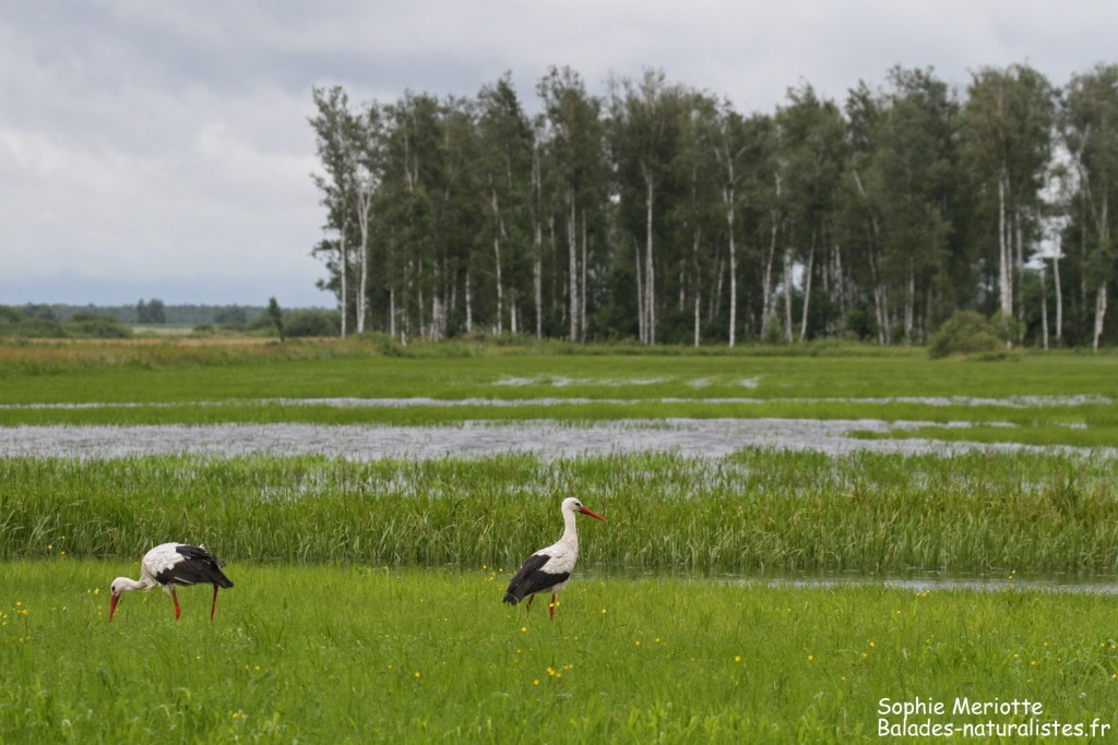 Cigognes blanches s'alimentant dans les prairies humides le long de la piste de Dolistowo