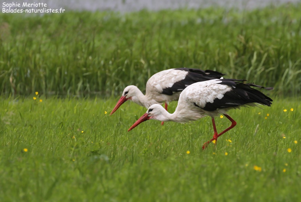 Cigognes blanches s'alimentant dans les prairies humides le long de la piste de Dolistowo