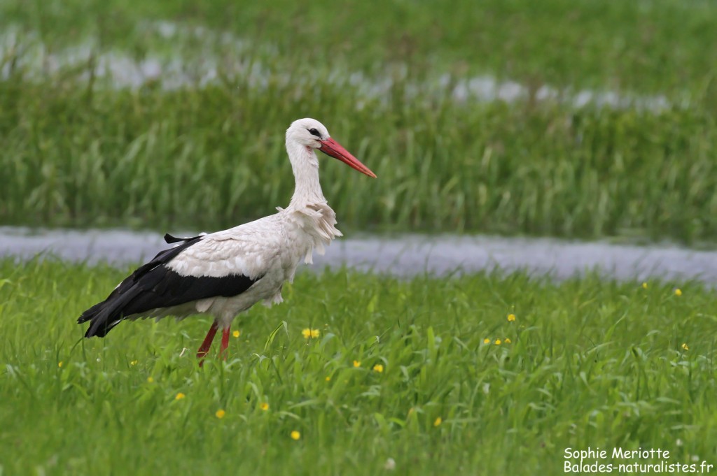 Cigogne blanche s'alimentant dans les prairies humides le long de la piste de Dolistowo