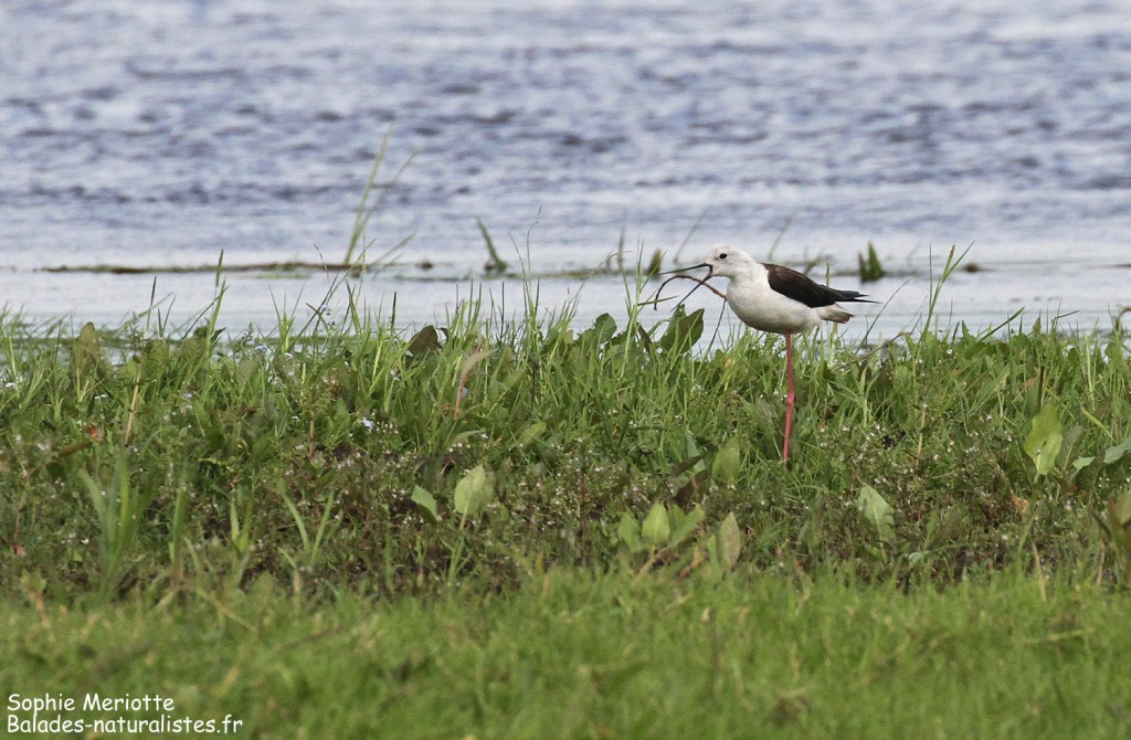 Echasse blanche à Brzostowo