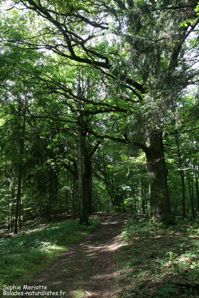 Forêt autour de Grzedy