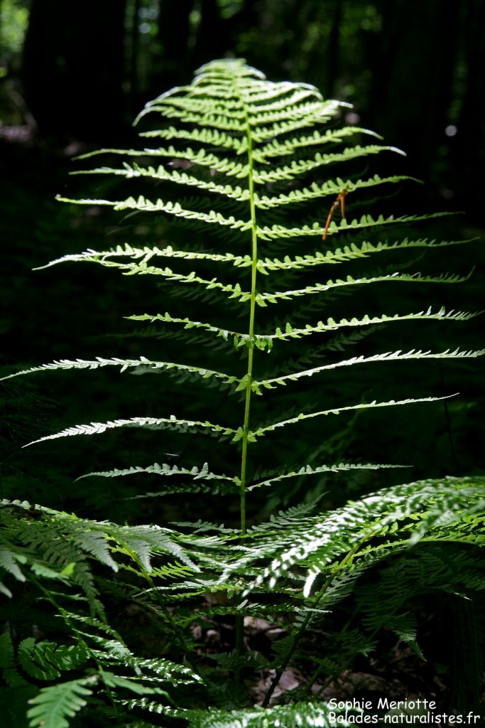 Fougère dans la forêt autour de Grzedy