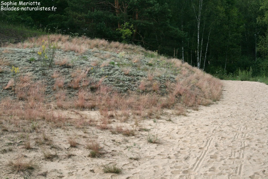 Wydmy, Dunes en bordure de la forêt autour de Grzedy