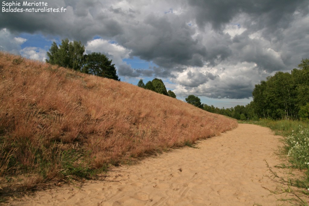 Wydmy, Dunes en bordure de la forêt autour de Grzedy