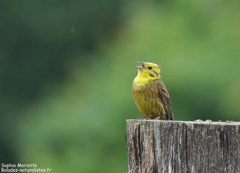Bruant jaune dans les dunes de Grzedy
