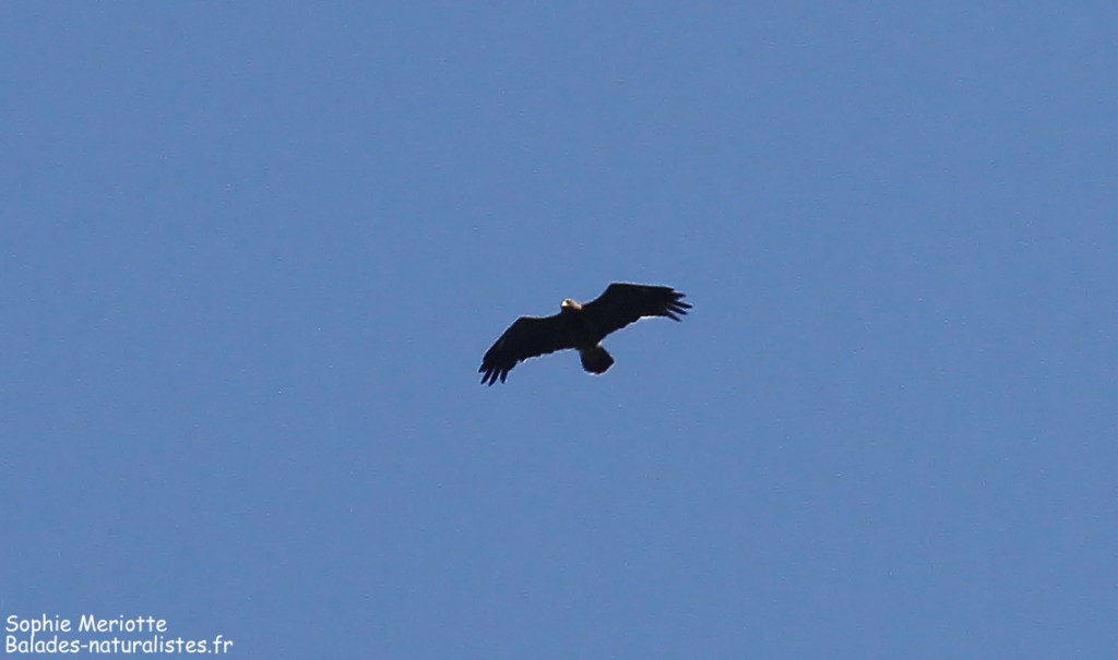 Aigle pomarin au-dessus de la forêt de Grzedy