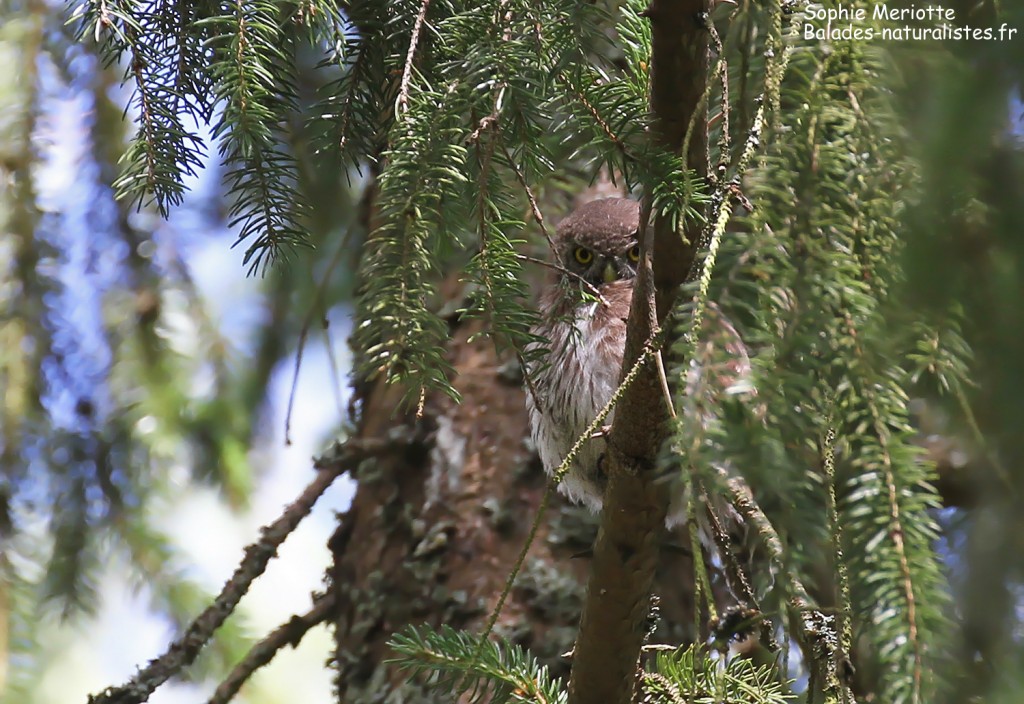 Jeune chevêchette d'Europe, forêt de Grzedy