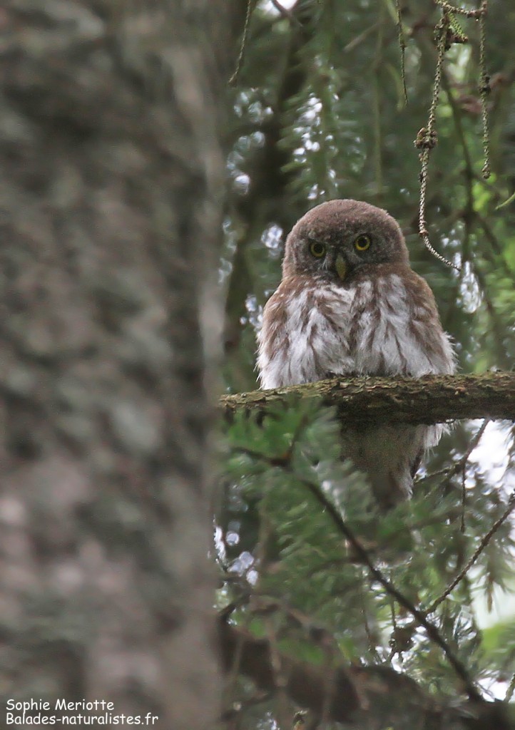 Jeune chevêchette d'Europe, forêt de Grzedy