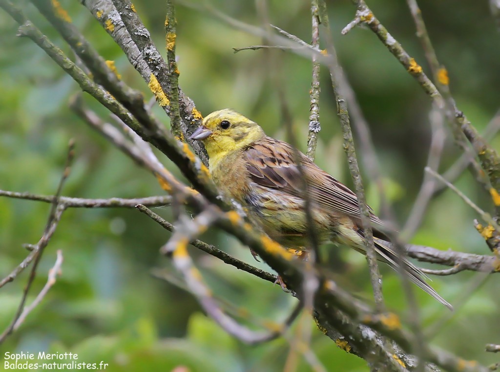 Bruant jaune, sentier au départ de Barwik, Parc national de Biebrza