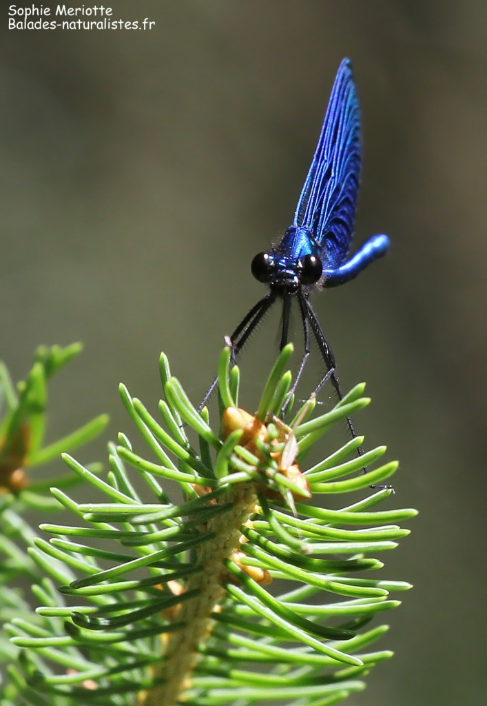 Caloptéryx vierge, sentier au départ de Barwik, Parc national de Biebrza