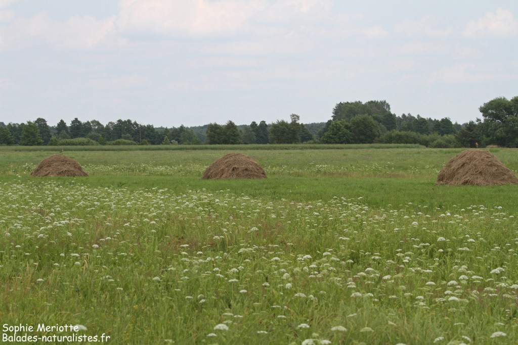 Marais de Zajki, Parc national de Biebrza