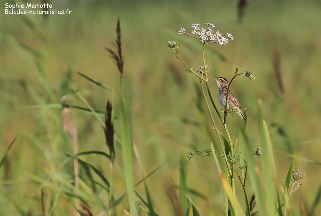 Phragmite aquatique, Bagno Lawki, Parc national de Biebrza