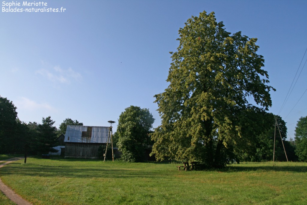 Le camping