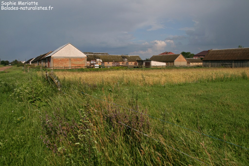 Village