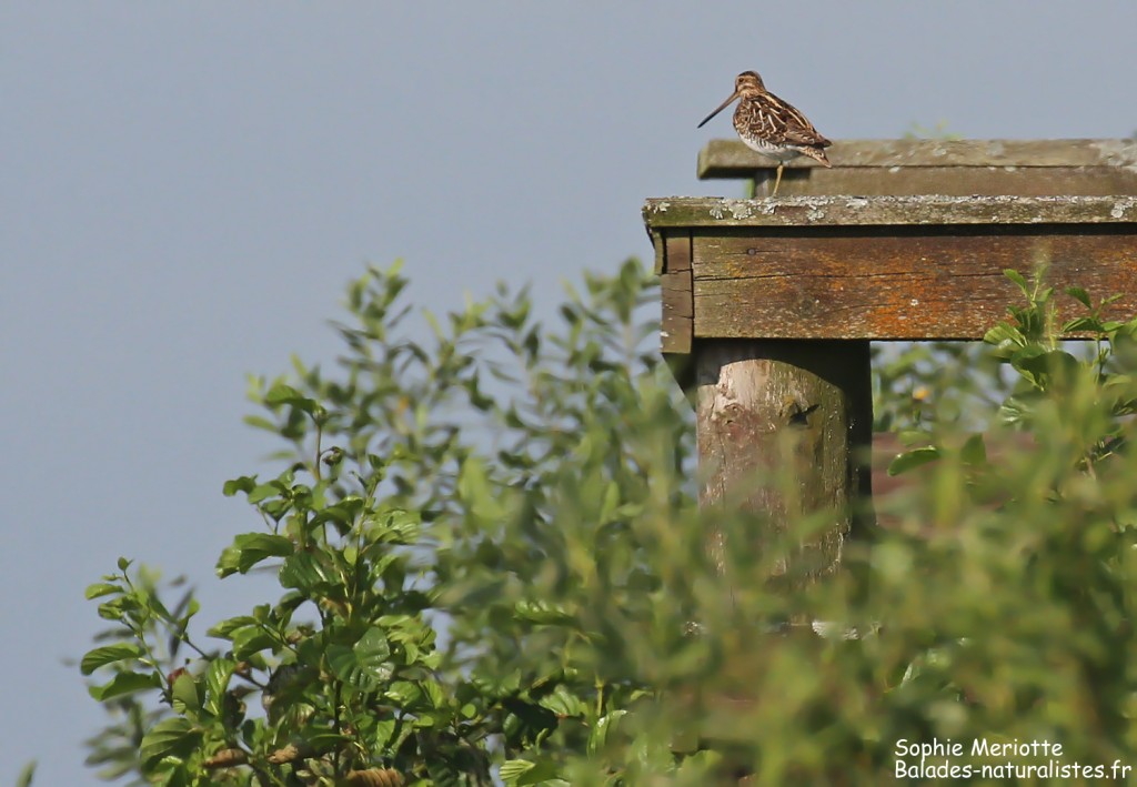 Bécassine des marais postée sur l'observatoire le long du sentier au départ de Barwik, Parc national de Biebrza