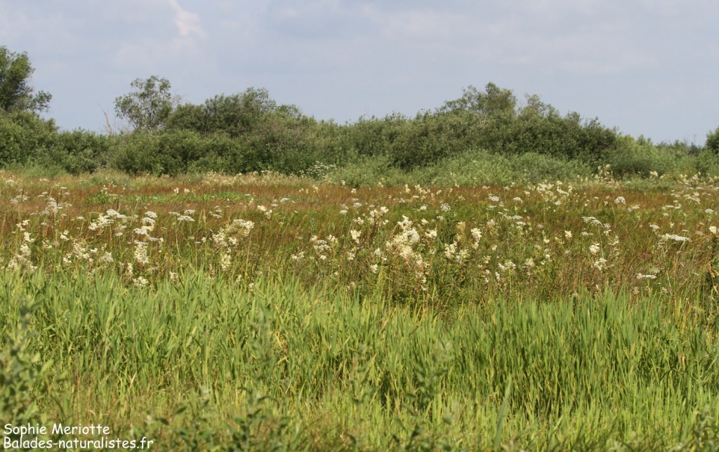 Paysages le long du sentier au départ de Barwik, Parc national de Biebrza