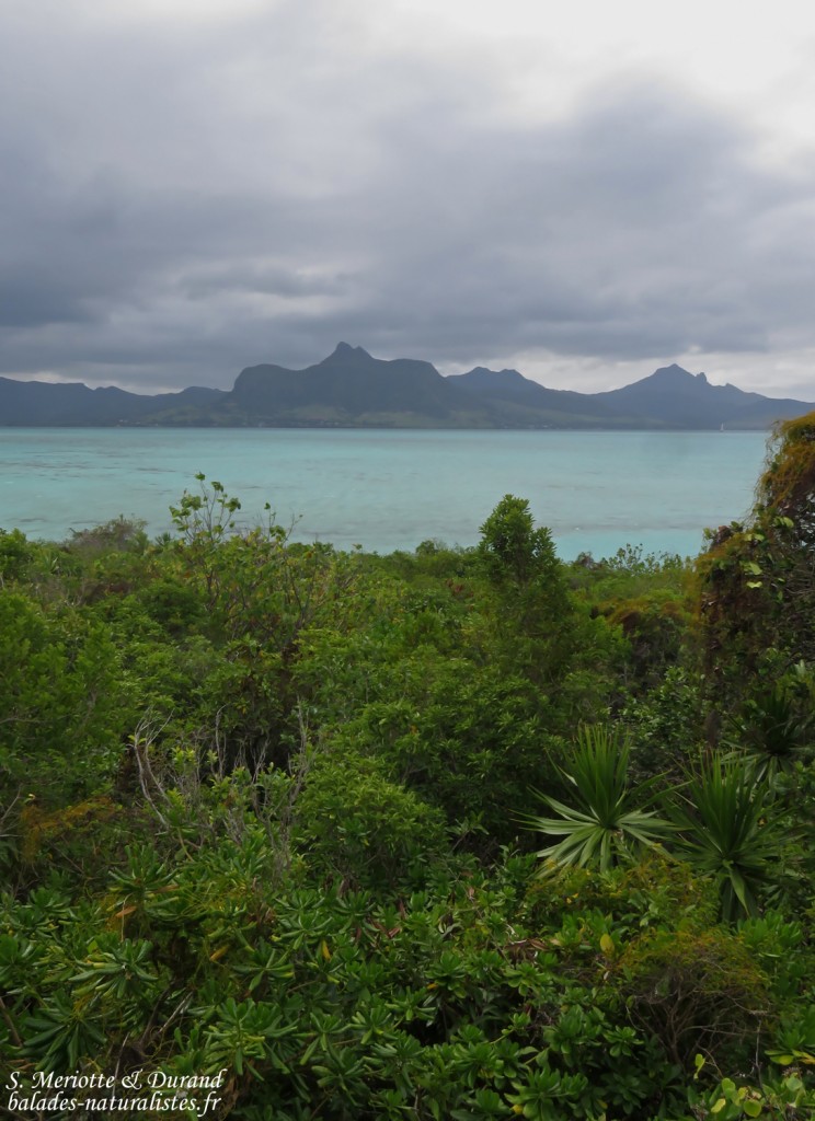 L'île aux aigrettes