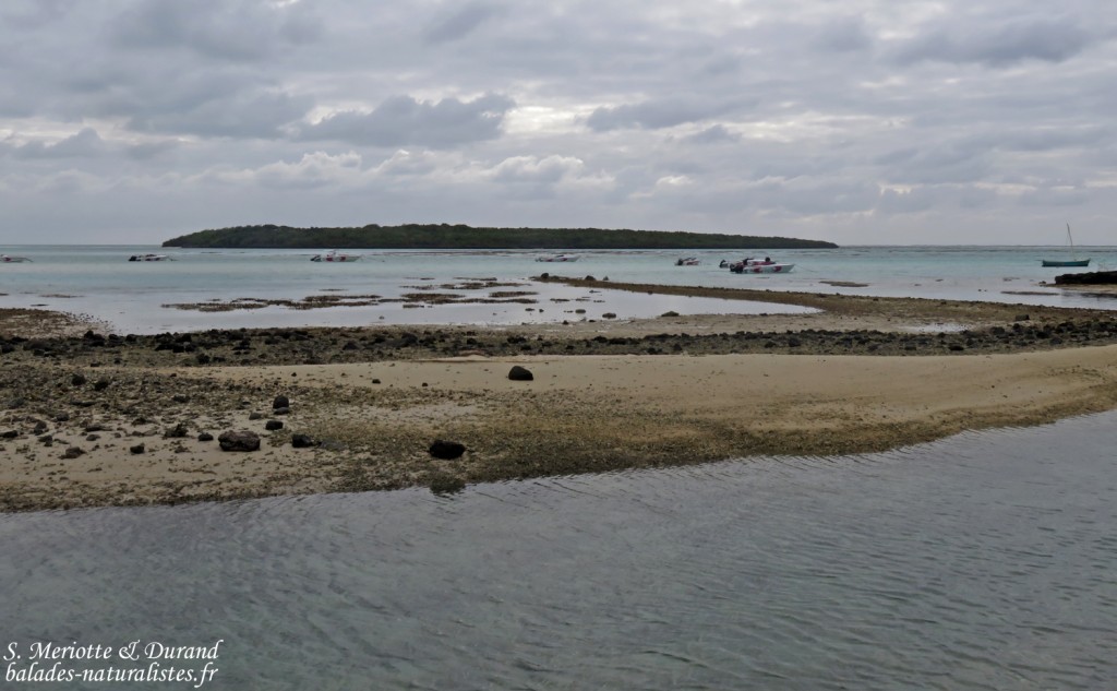 L'île aux aigrettes
