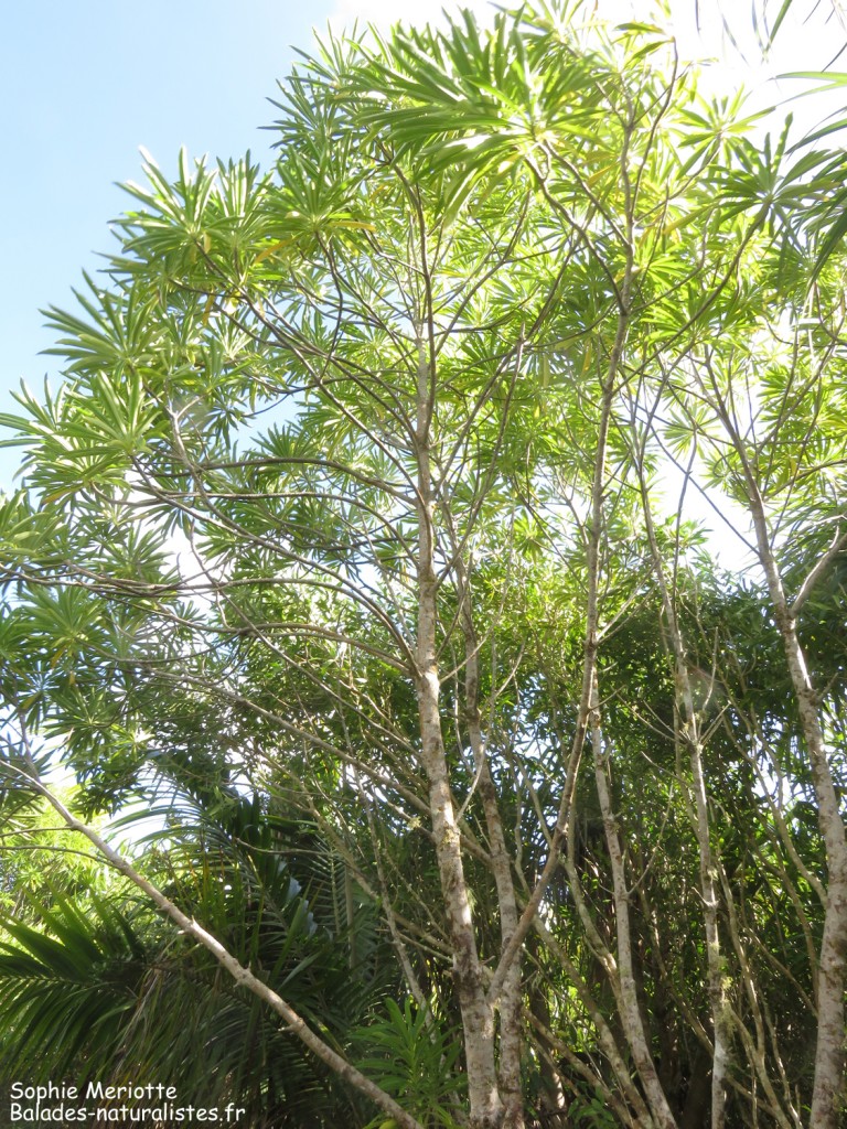 Bois gandine, Réserve de Grande Rivière