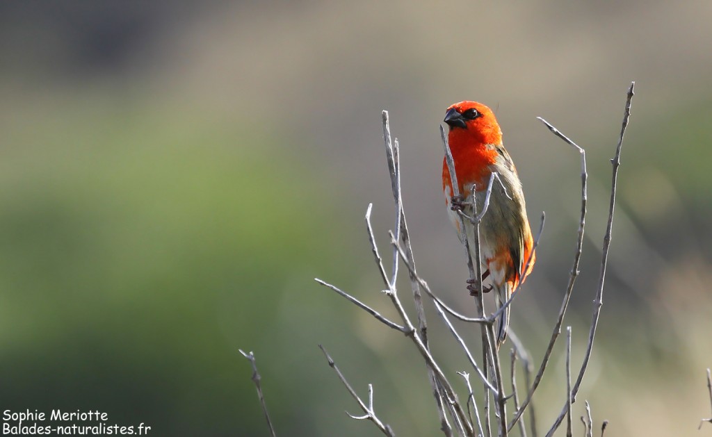 Cardinal de Madagascar sur le sentier de St François