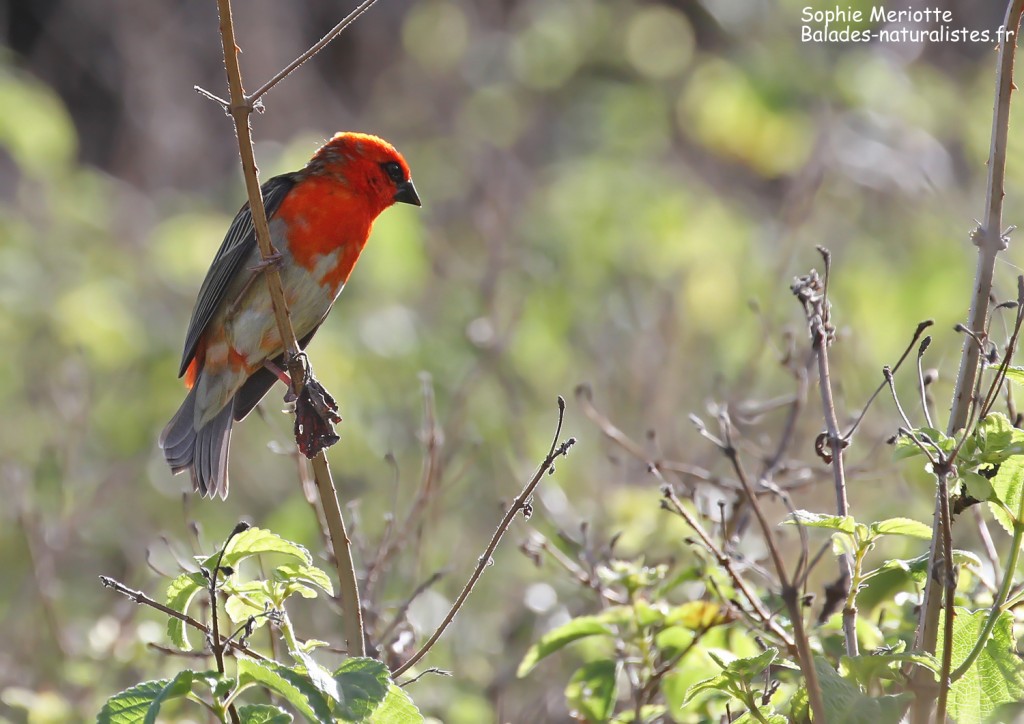 Cardinal de Madagascar sur le sentier de St François