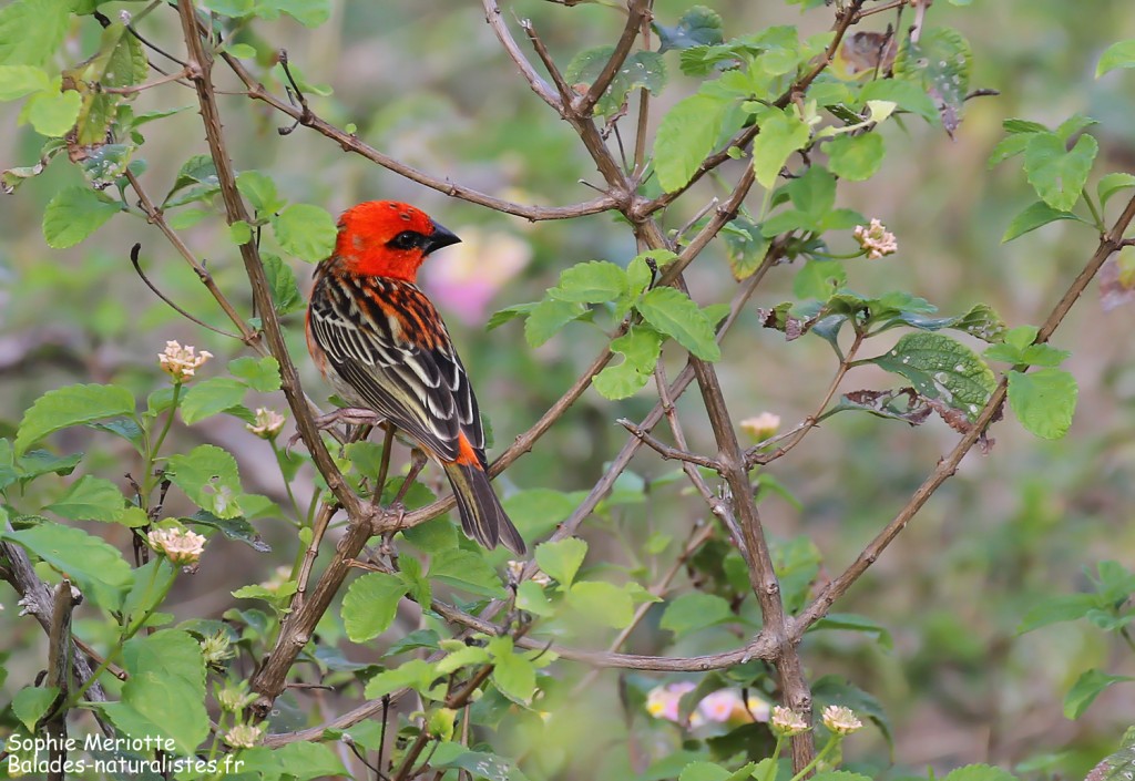 Cardinal de Madagascar sur le sentier de St François