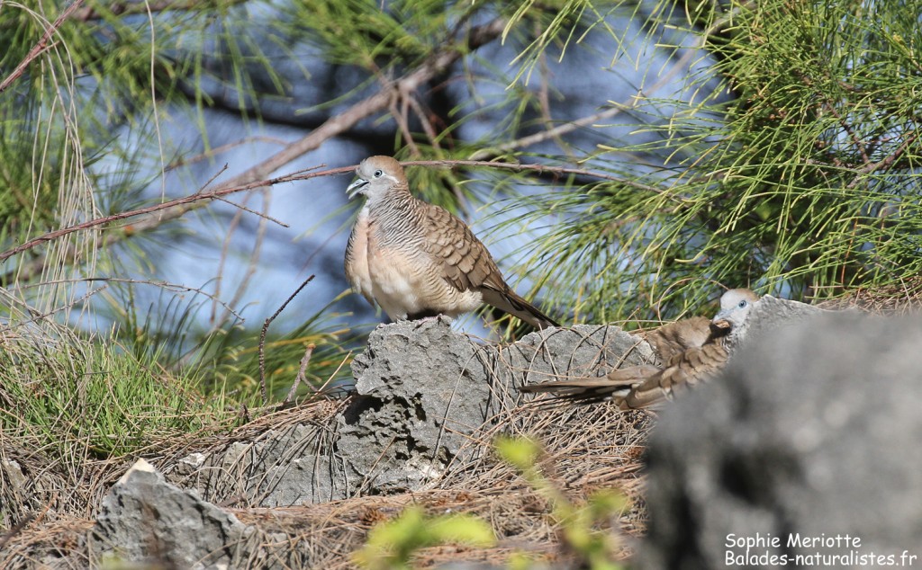Tourterelle zébrée Cardinal de Madagascar sur le sentier de St François
