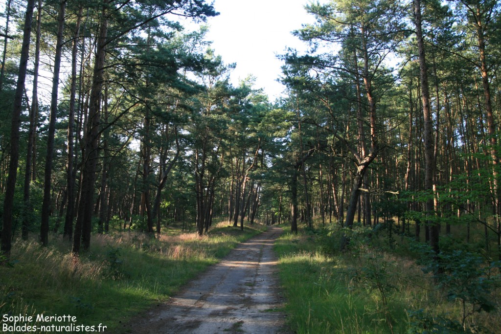 Sentier dans la pinède du parc de l'embouchure de la Vistule