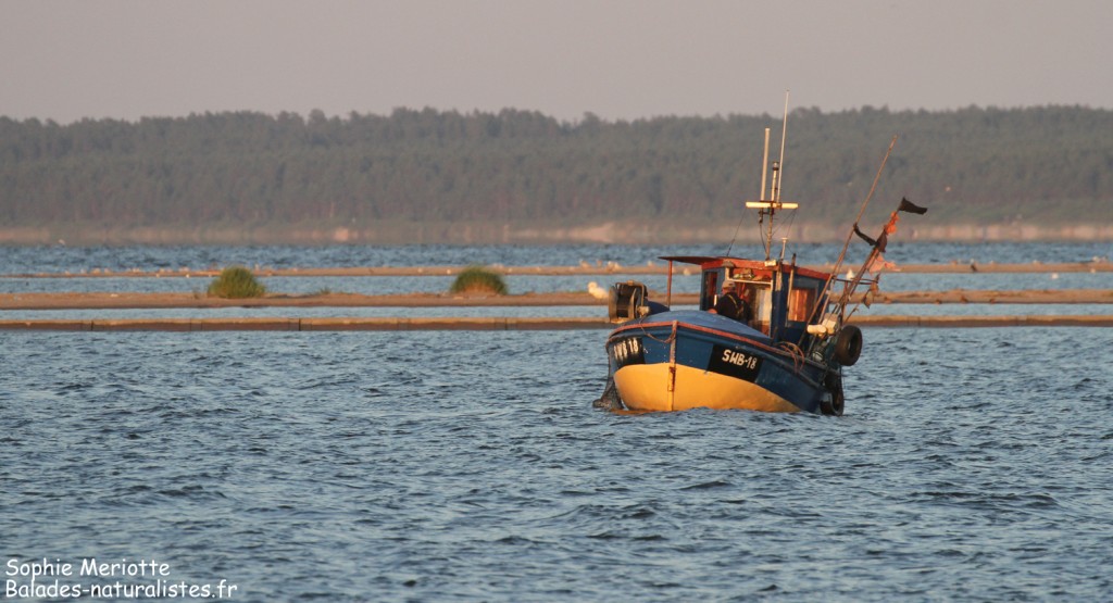 Pêcheurs dans l'embouchure de la Vistule