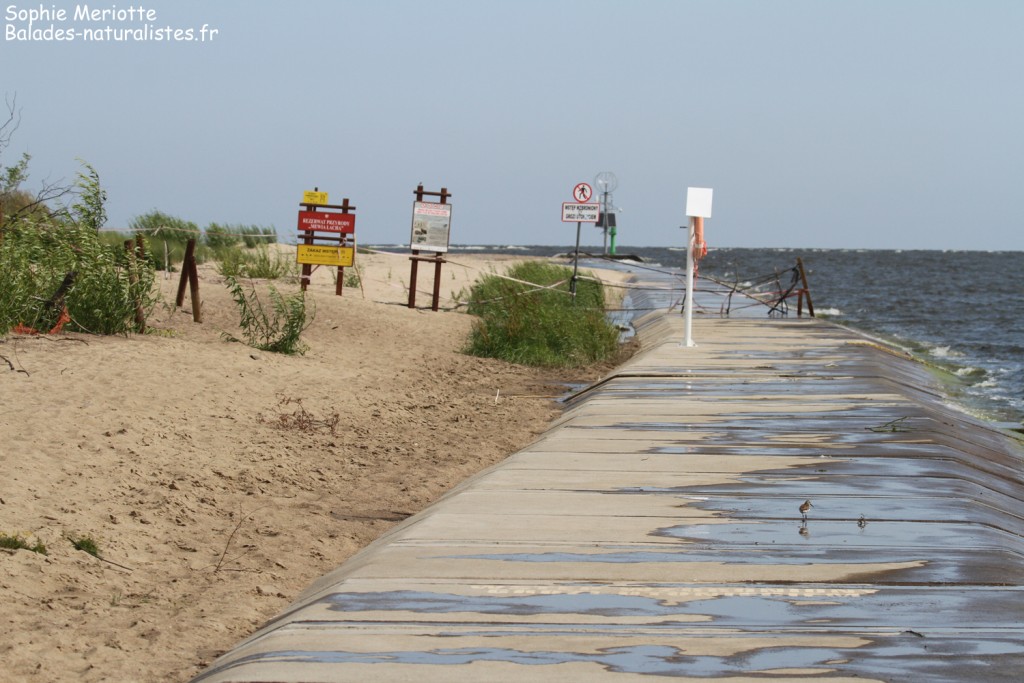 Digue le long de la Vistule, Nature Reserve Mewia Łacha