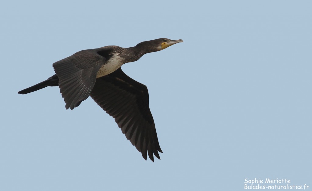 Grand cormoran juvénile, Reserve Mewia Łacha