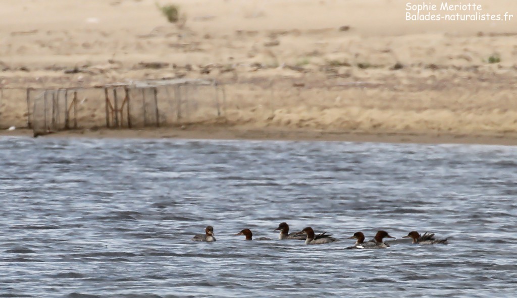 Groupe de harles bièvres, Reserve Mewia Łacha