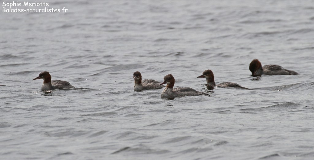 Groupe de harles bièvres, Reserve Mewia Łacha