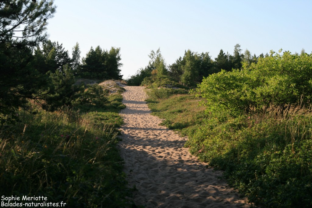 Dunes en bord de mer