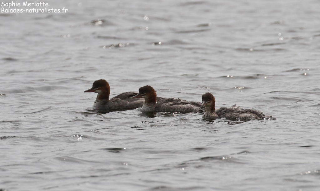 Groupe de harles bièvres, Reserve Mewia Łacha