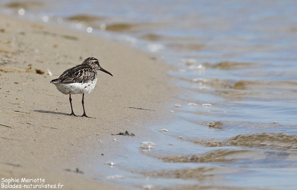 Bécasseau falcinelle, Reserve Mewia Łacha
