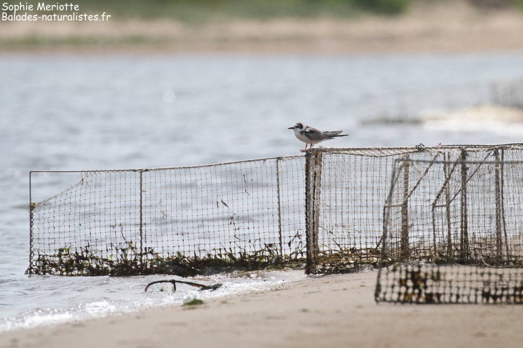Jeune guifette noire posée sur les casiers à limis, Reserve Mewia Łacha
