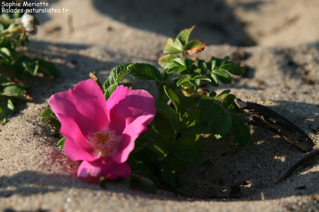 Rose sauvage