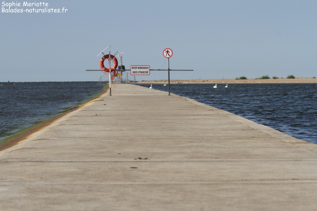 Digue le long de la rive est de la Vistule, Reserve Mewia Łacha