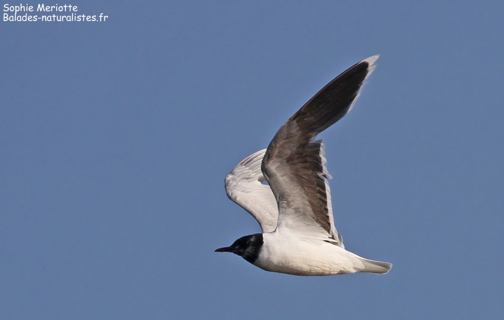 Mouette pygmée, Reserve Mewia Łacha
