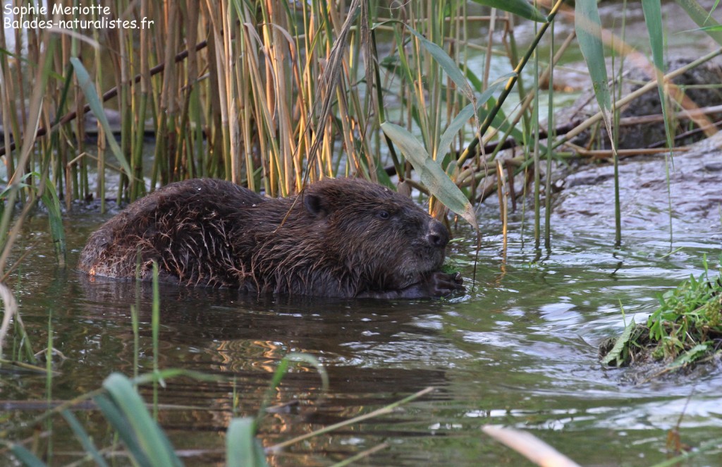 Castor sur la rive est de la Vistule