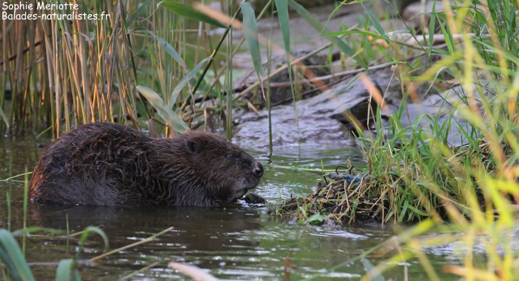 Castor sur la rive est de la Vistule