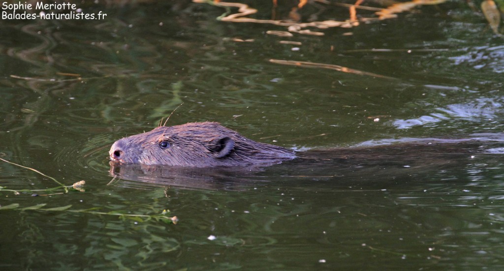 Castor sur la rive est de la Vistule