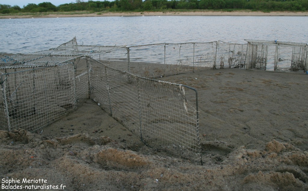 Station de baguage des limicoles dans la Nature Reserve Mewia Łacha