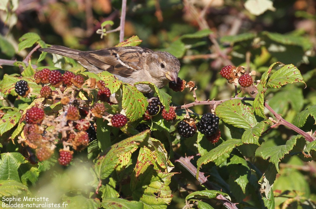 Moineau cisalpin femelle