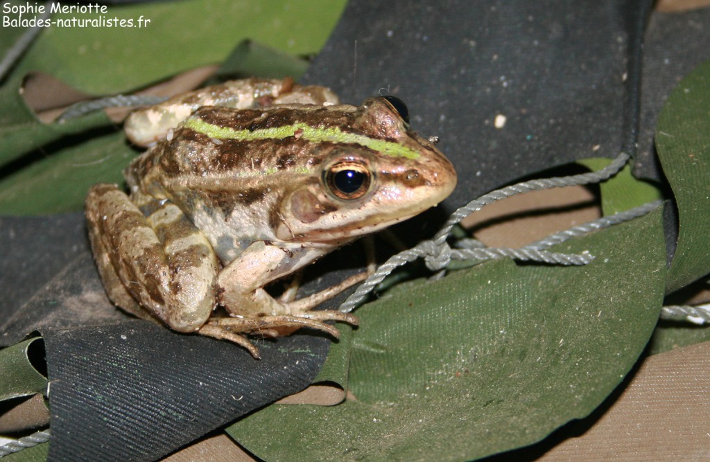 Grenouille rieuse dans le camping de la plage de Cupabia