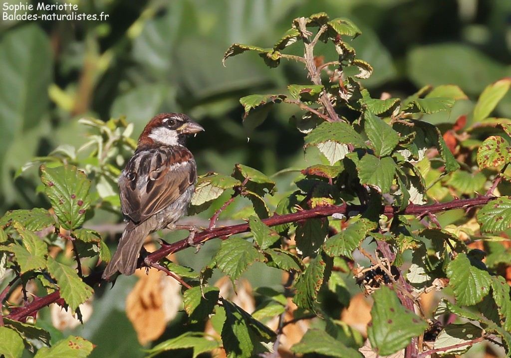 Moineau cisalpin dans le camping de la plage de Cupabia